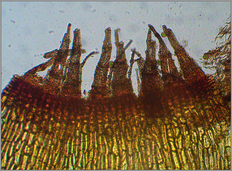 Orthotrichum diaphanum, White-tipped Bristle-moss