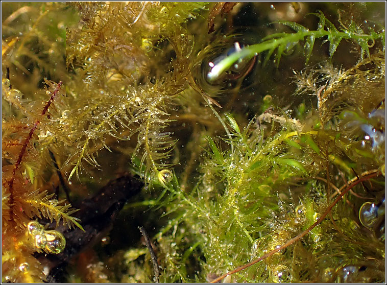 Drepanocladus aduncus, Knieff's Hook-moss