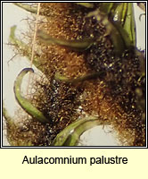 Aulacomnium palustre, Bog Bead-moss