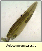 Aulacomnium palustre, Bog Groove-moss