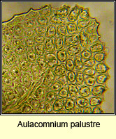 Aulacomnium palustre, Bog Groove-moss