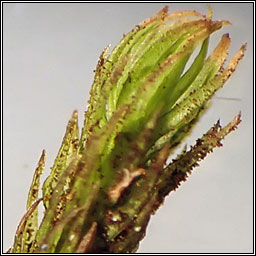 Orthotrichum lyellii, Pulvigera lyellii, Lyell's Bristle-moss