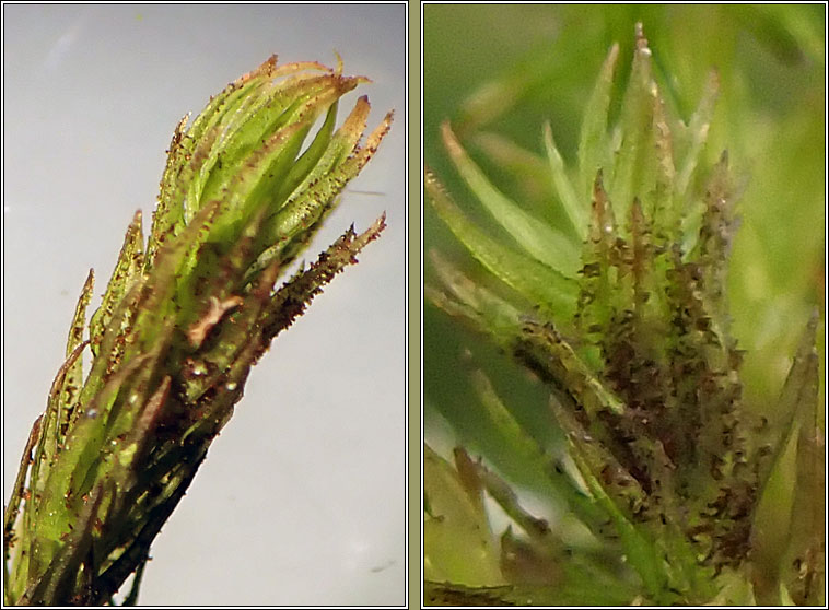 Orthotrichum lyellii, Pulvigera lyellii, Lyell's Bristle-moss