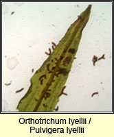 Orthotrichum lyellii, Lyell's Bristle-moss