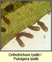 Orthotrichum lyellii, Lyell's Bristle-moss