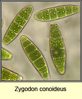 Zygodon conoideus, Lesser Yoke-moss