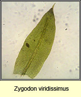 Zygodon viridissimus, Green Yoke-moss