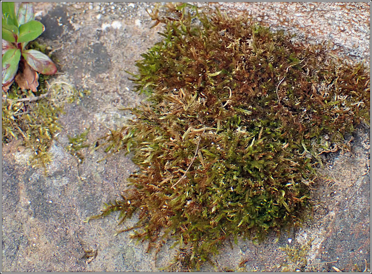 Hypnum lacunosum var lacunosum, Great Plait-moss