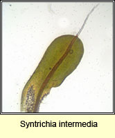 Syntrichia intermedia, Intermediate Screw-moss