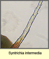 Syntrichia intermedia, Intermediate Screw-moss