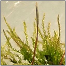 Amblystegium serpens, Creeping Feather-moss