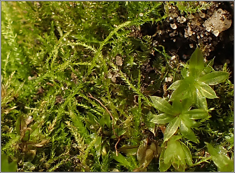 Amblystegium serpens, Creeping Feather-moss