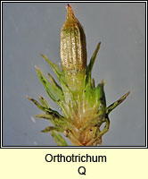 Orthotrichum Q