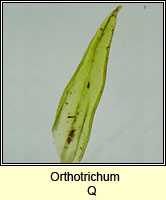 Orthotrichum Q