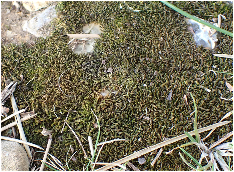 Didymodon luridus, Dusky Beard-moss
