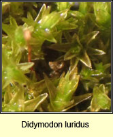 Didymodon luridus, Dusky Beard-moss