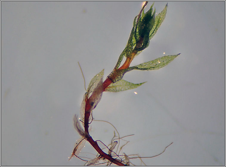 Pohlia melanodon, Pink-fruited Thread-moss