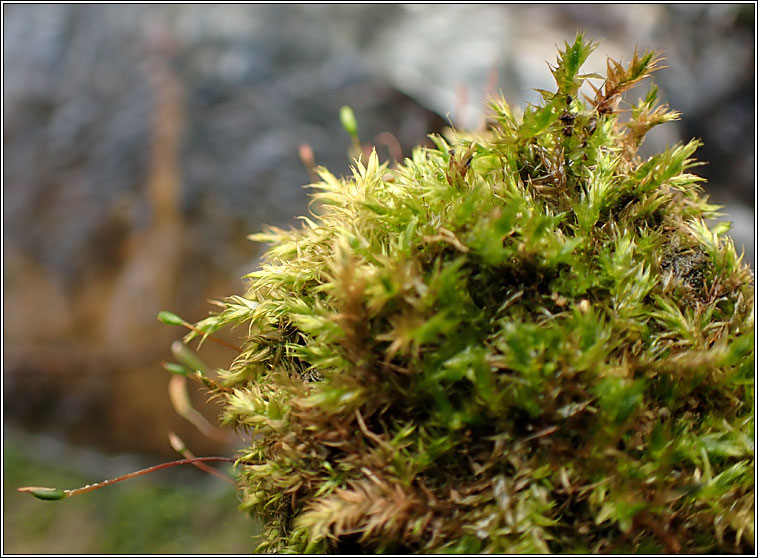 Leptodictyum riparium, Kneiff's Feather-moss