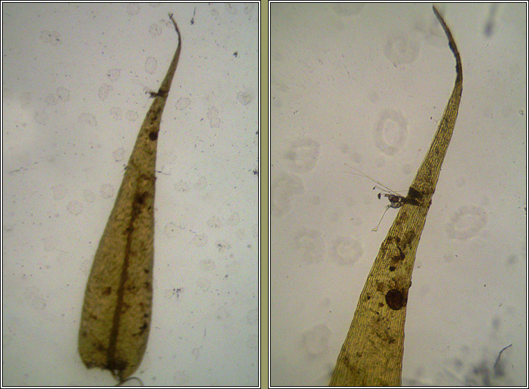 Leptodictyum riparium, Kneiff's Feather-moss