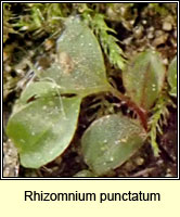 Rhizomnium punctatum, Dotted Thyme-moss