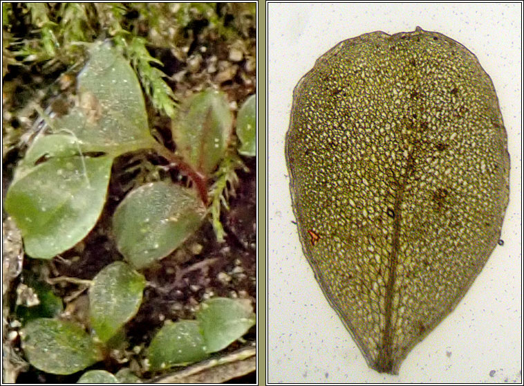 Rhizomnium punctatum, Dotted Thyme-moss