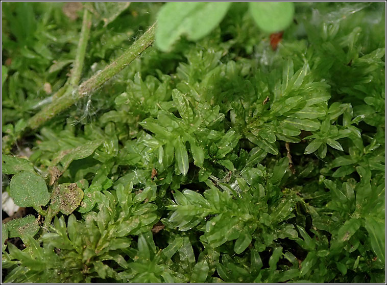 Plagiomnium undulatum, Hart's-tongue Thyme-moss