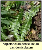 Plagiothecium denticulatum, Dentated Silk-moss