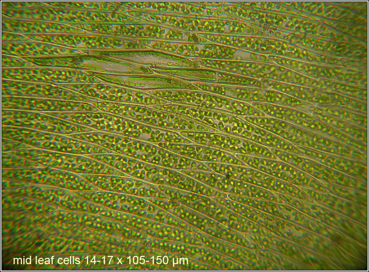 Plagiothecium denticulatum var denticulatum, Dentated Silk-moss
