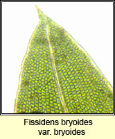 Fissidens bryoides var bryoides, Lesser Pocket-moss