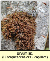 Bryum Q torquescens or capillare
