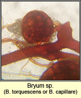 Bryum Q torquescens or capillare