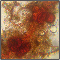 Dicranella staphylina, Field Forklet-moss
