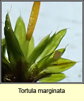 Tortula marginata, Bordered Screw-moss