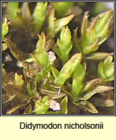 Didymodon nicholsonii, Nicholson's Beard-moss