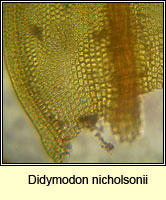 Didymodon nicholsonii, Nicholson's Beard-moss