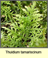 Thuidium tamariscinum, Common Tamarisk-moss