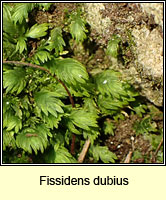 Fissidens dubius, Rock Pocket-moss