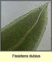 Fissidens dubius, Rock Pocket-moss