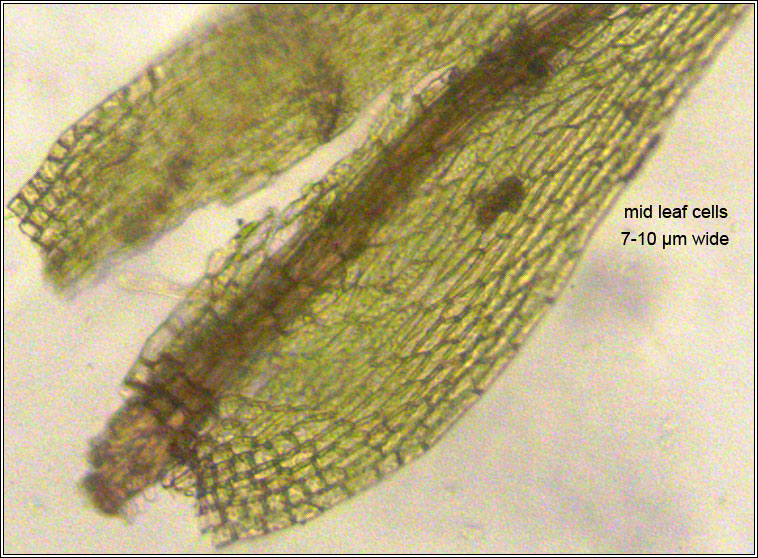 Bryum radiculosum, Wall Thread-moss