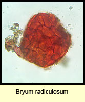 Bryum radiculosum, Wall Thread-moss