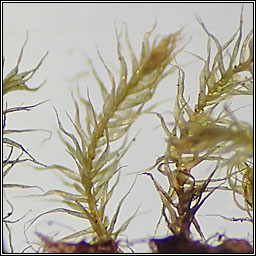 Rhynchostegiella tenella, Tender Feather-moss