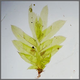 Fissidens exilis, Slender Pocket-moss