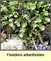 Fissidens adianthoides, Maidenhair Pocket-moss