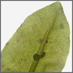 Encalypta streptocarpa, Spiral Extinguisher-moss