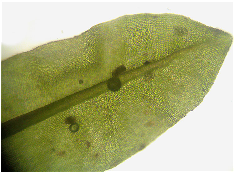 Encalypta streptocarpa, Spiral Extinguisher-moss