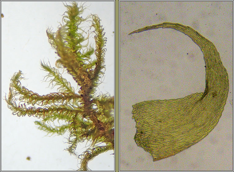 Ctenidium molluscum, Comb-moss