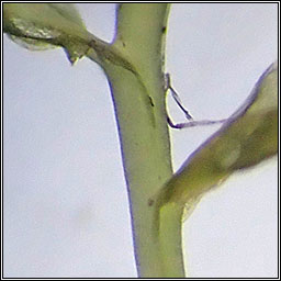 Plagiomnium affine, Many-fruited Thyme-moss