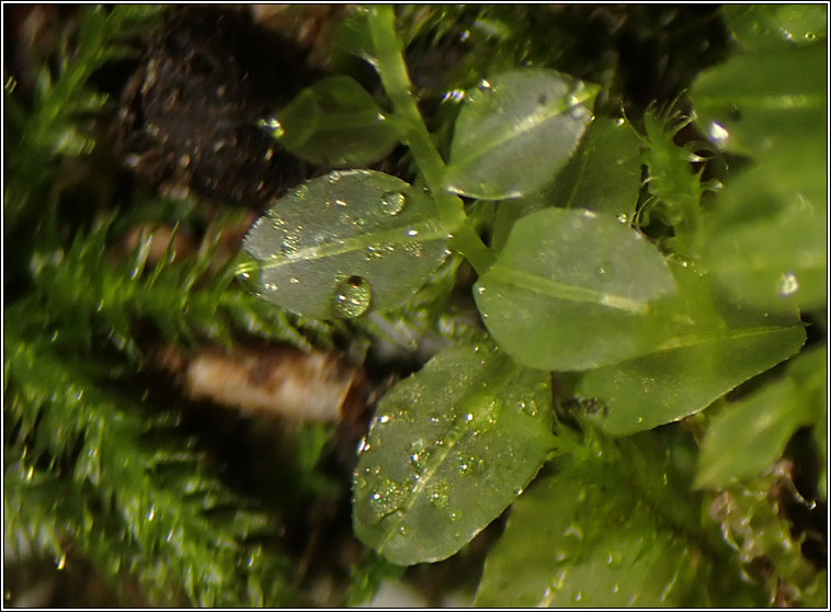 Plagiomnium affine, Many-fruited Thyme-moss