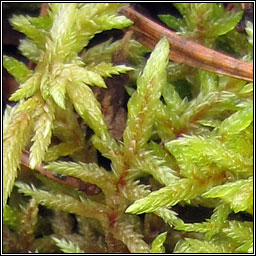 Pleurozium schreberi, Red-stemmed Feather-moss