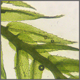 Microeurhynchium pumilum, Dwarf Feather-moss
